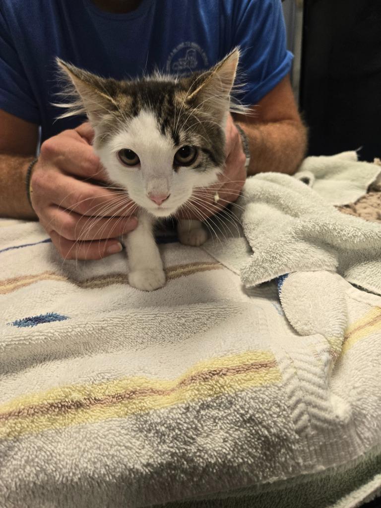 Morticia, Adoptable, Kitten Female Domestic Medium Hair.
