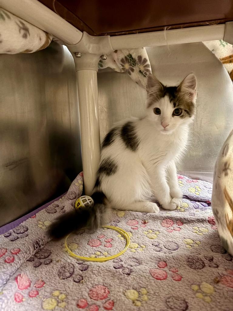Enlarge Morticia, a Adoptable mixed breed in Detroit, MI image 3/3