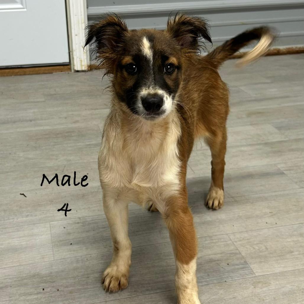 Enlarge Rolo, a Adoptable Australian Shepherd in Princeton, KY image 1/3