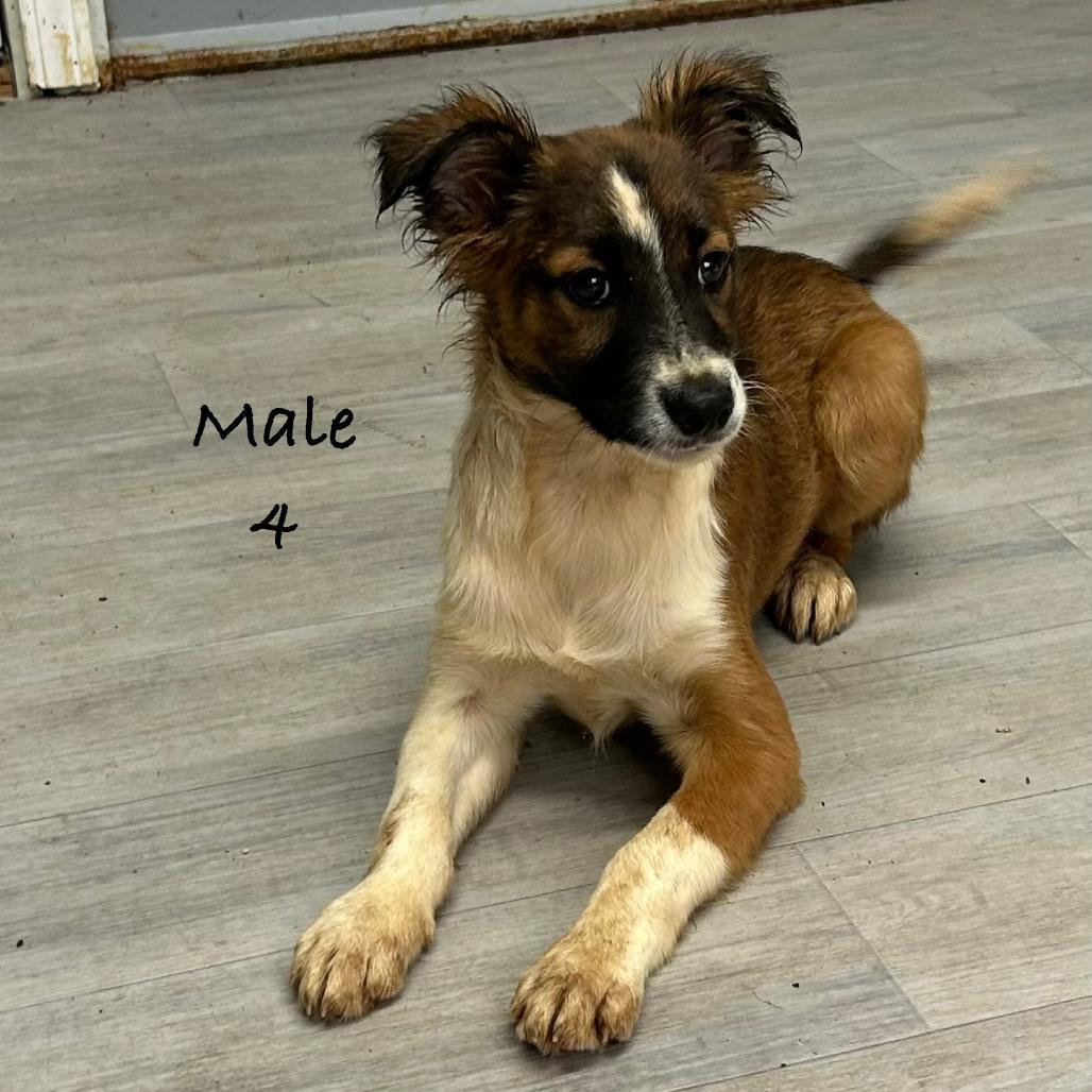 Enlarge Rolo, a Adoptable Australian Shepherd in Princeton, KY image 2/3
