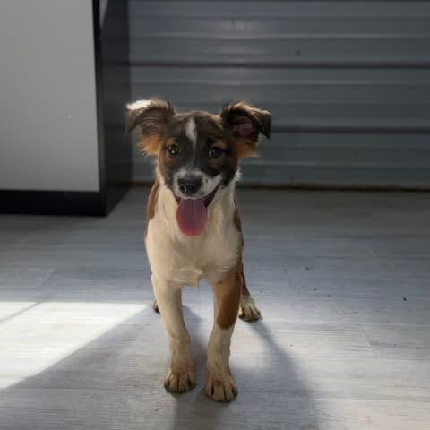 Enlarge Rolo, a Adoptable Australian Shepherd in Princeton, KY image 3/3