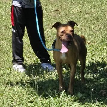 Enlarge Hutch, an adoptable mixed breed in Reeds Spring, MO image 2/5