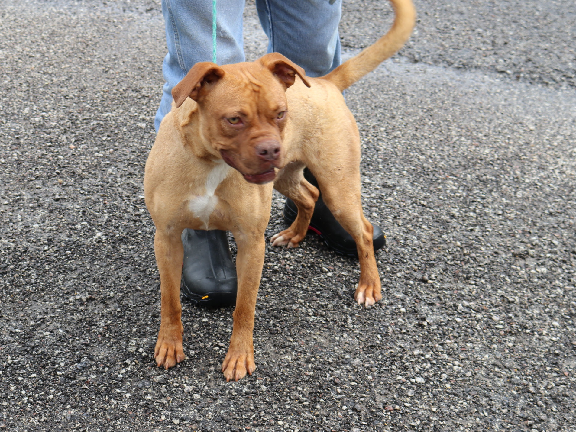 Enlarge Hutch, an adoptable mixed breed in Reeds Spring, MO image 5/5