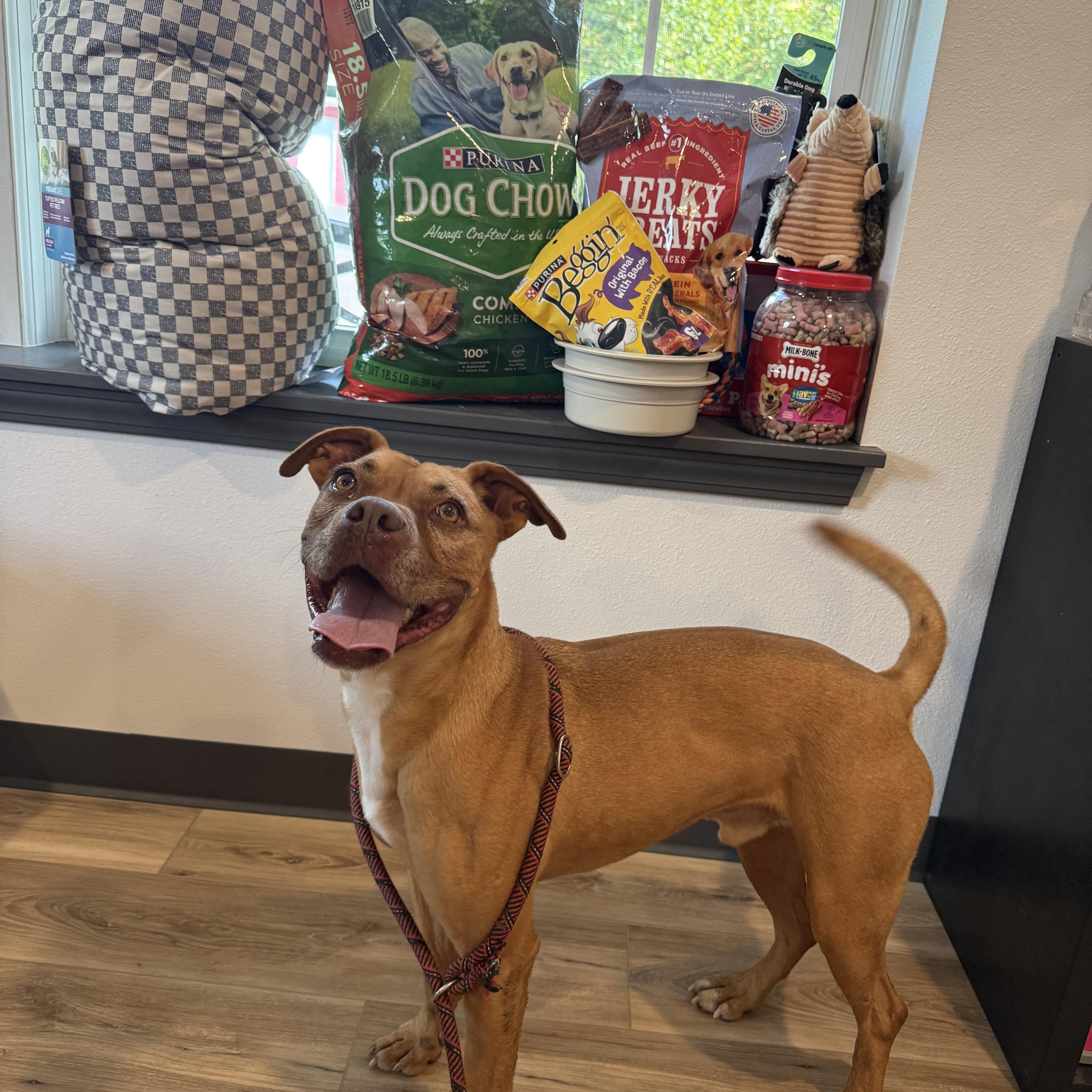 Enlarge Hutch, an adoptable mixed breed in Reeds Spring, MO image 1/5