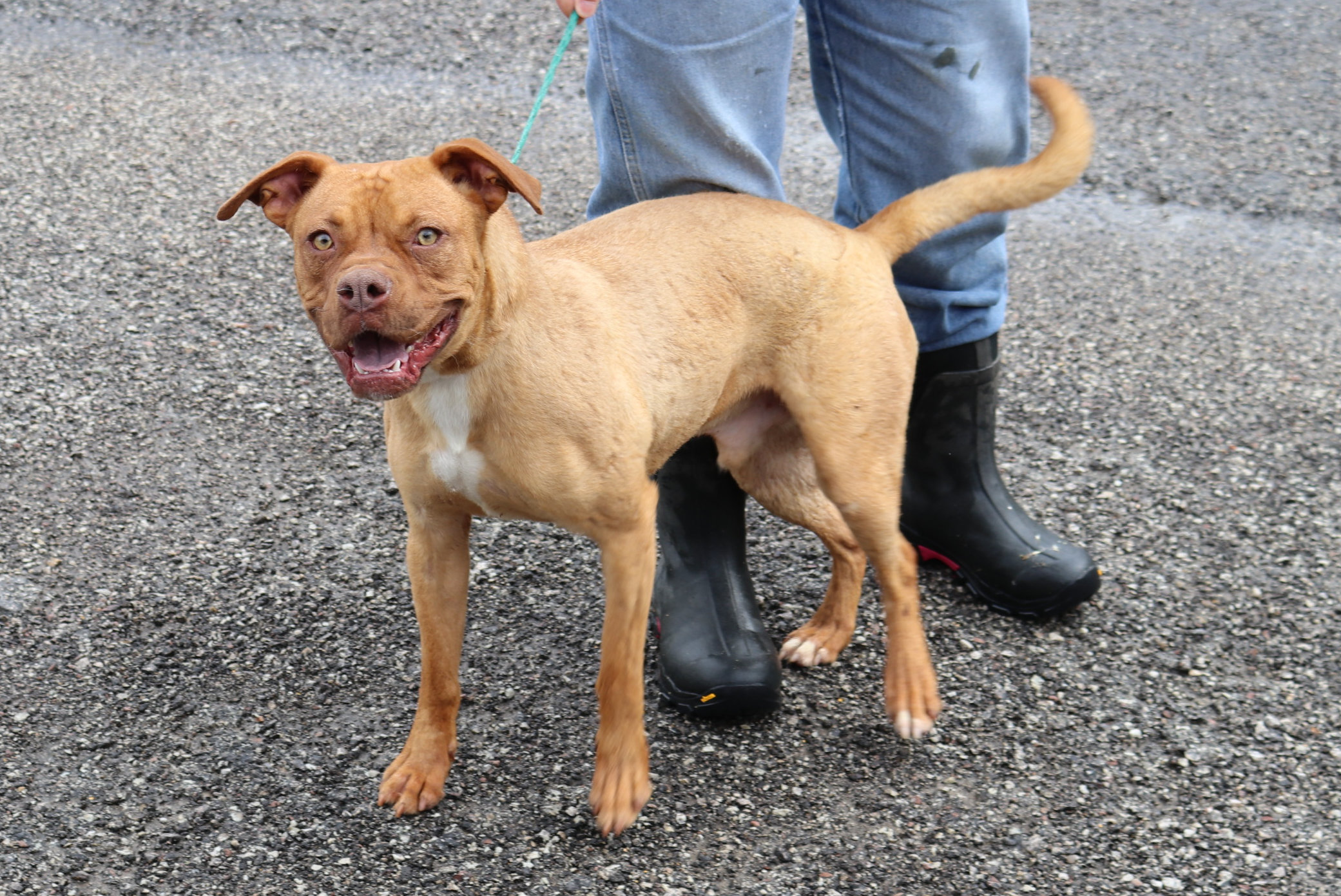 Enlarge Hutch, an adoptable mixed breed in Reeds Spring, MO image 4/5