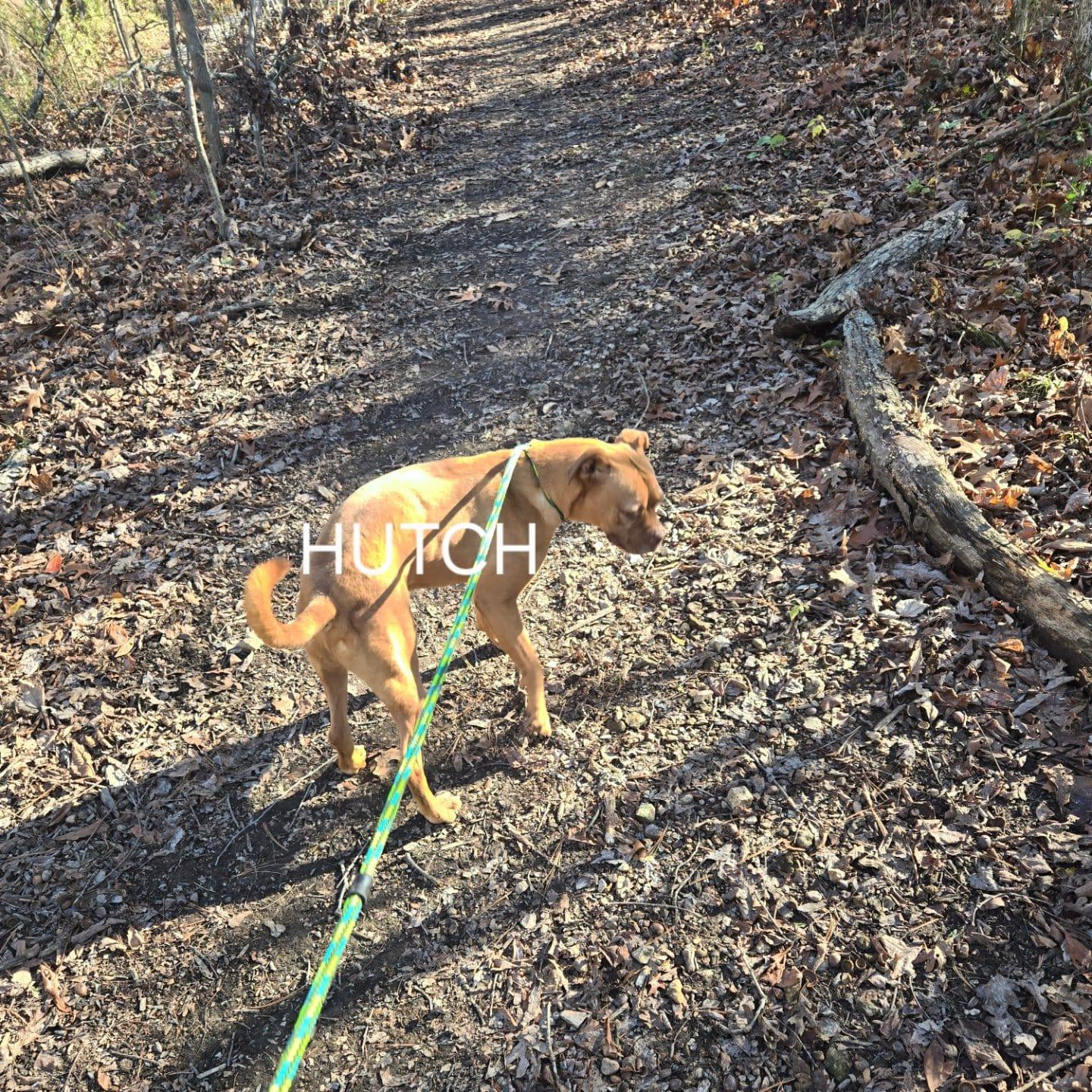 Enlarge Hutch, an adoptable mixed breed in Reeds Spring, MO image 3/5