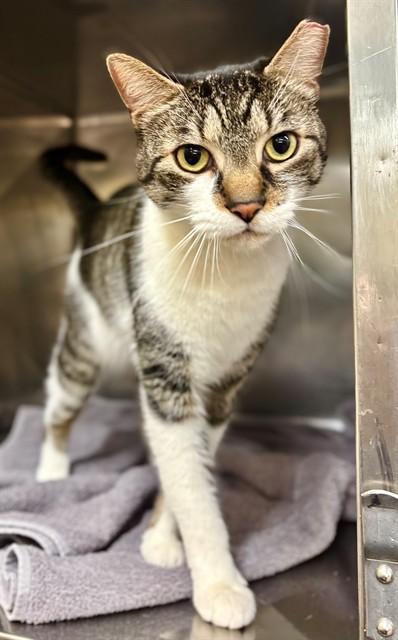 Enlarge BRNYRD FINN, a Adoptable Domestic Short Hair in York, SC image 1/1