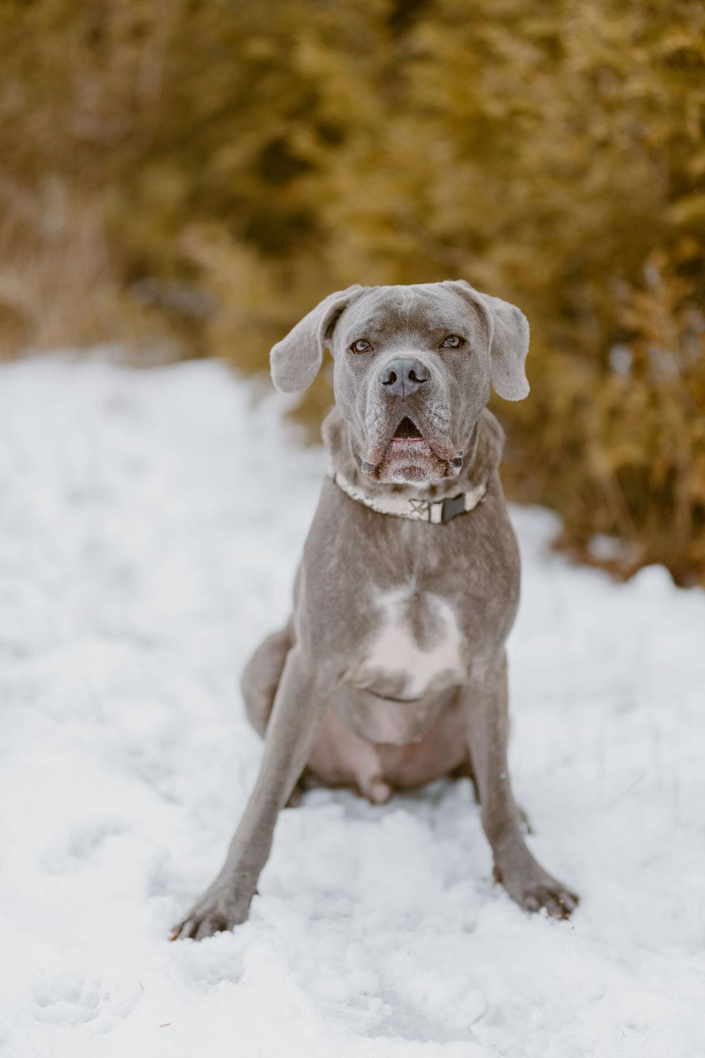 Jericho, Adoptable, Young Male Cane Corso.