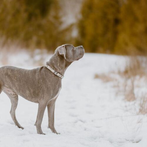Jericho, Adoptable, Young Male Cane Corso.