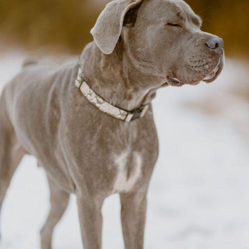 Enlarge Jericho, a Adoptable Cane Corso in Duart, ON image 2/6