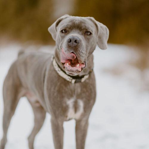 Enlarge Jericho, a Adoptable Cane Corso in Duart, ON image 3/6
