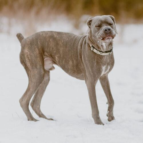 Enlarge Jericho, a Adoptable Cane Corso in Duart, ON image 5/6