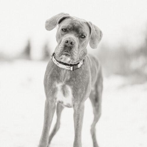 Enlarge Jericho, a Adoptable Cane Corso in Duart, ON image 6/6