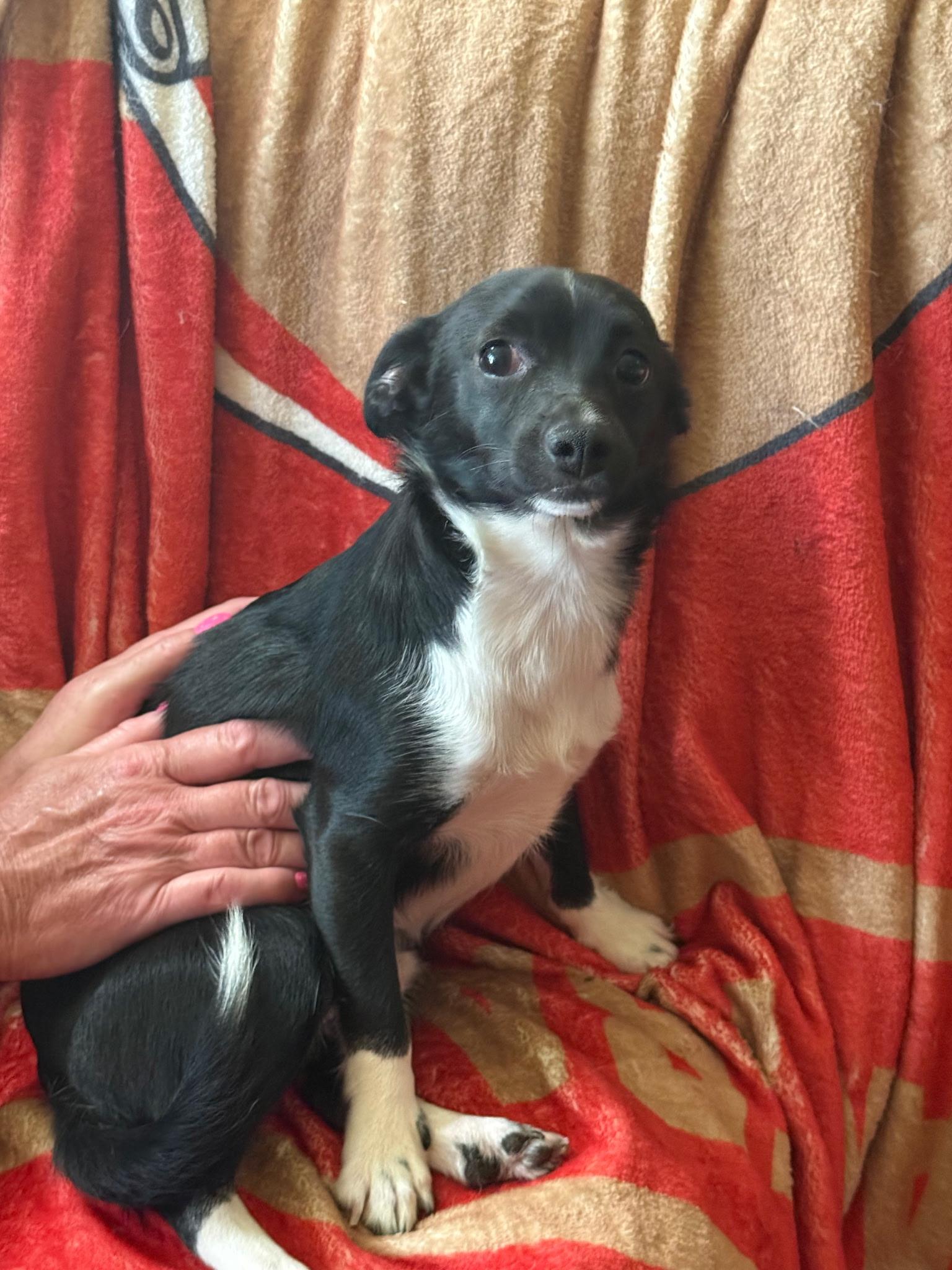 Beetlejuice (Lisa-fostered in TN), an adopted mixed breed in Warwick, RI image 2/3