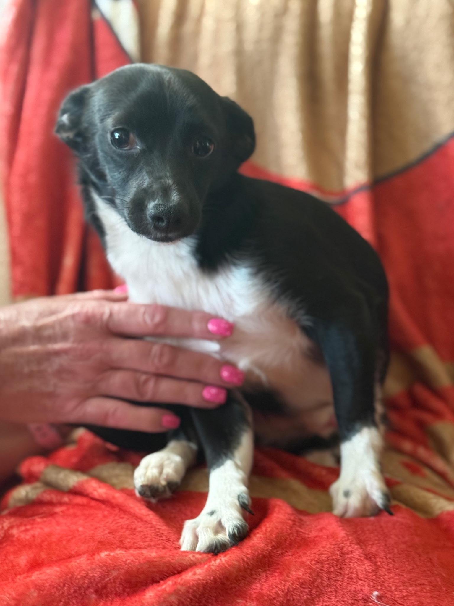 Beetlejuice (Lisa-fostered in TN), adopted, Young Male Chihuahua & Corgi.