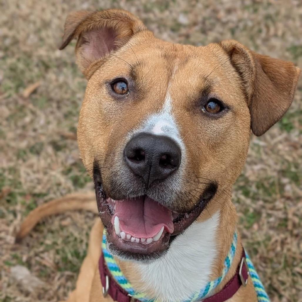 Enlarge Winnie, a Adoptable Mixed Breed in Saint Charles, MO image 6/6