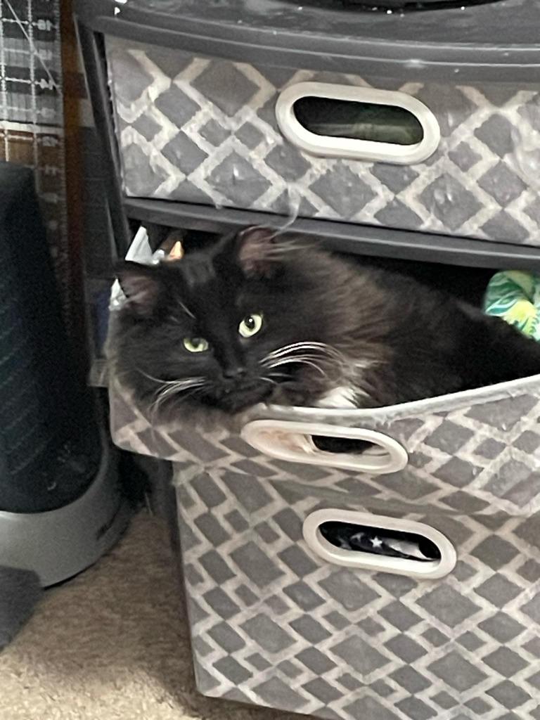 Einstein w/Edison, Adoptable, Young Male Domestic Medium Hair.