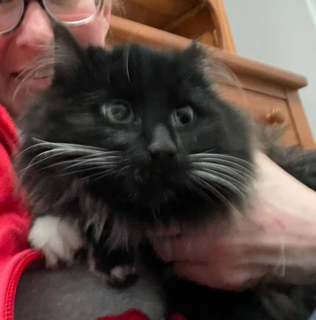 Einstein w/Edison, a Adoptable mixed breed in Ballwin, MO image 2/2