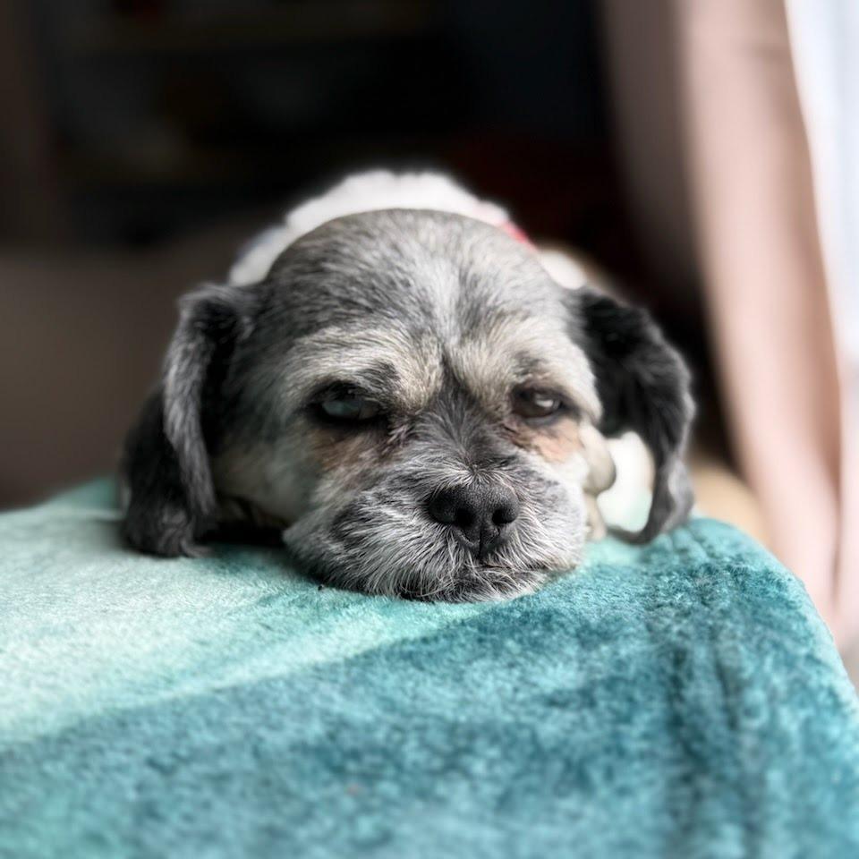 Crumpet, Adoptable, Senior Male Shih Tzu & Havanese.