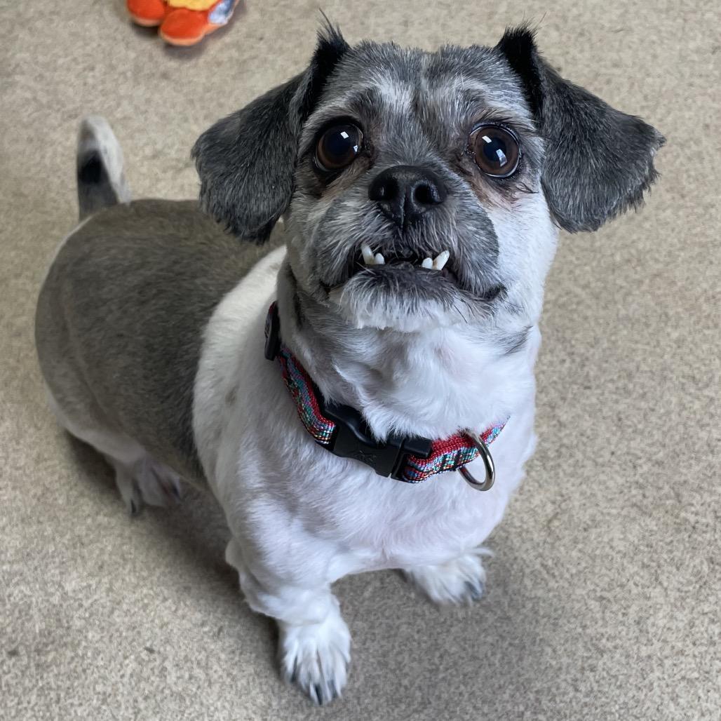 Enlarge Crumpet, a Adoptable mixed breed in South Burlington, VT image 2/6