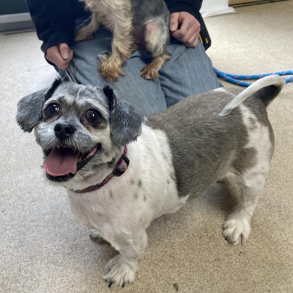 Enlarge Crumpet, a Adoptable mixed breed in South Burlington, VT image 3/6