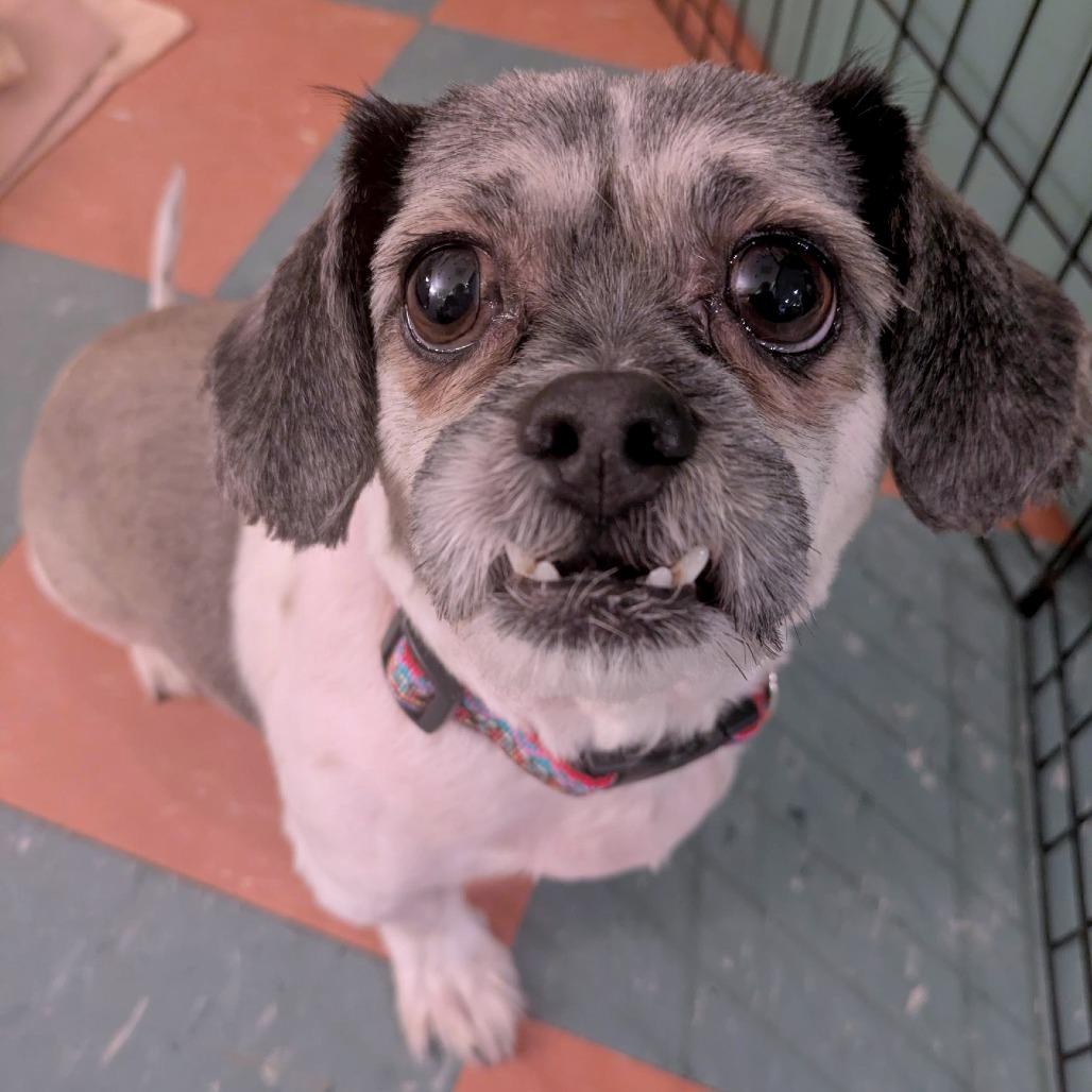 Enlarge Crumpet, a Adoptable mixed breed in South Burlington, VT image 4/6