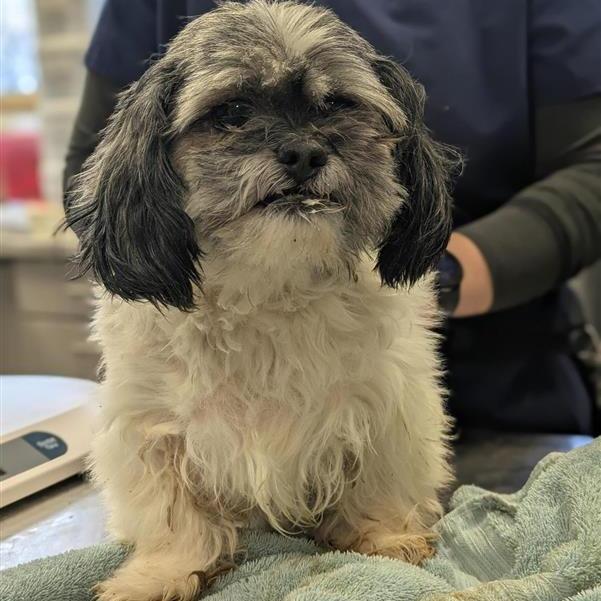 Enlarge Crumpet, a Adoptable mixed breed in South Burlington, VT image 6/6