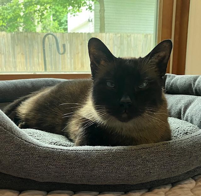 Enlarge Maya - Chocolate Point!, an adoptable Siamese in Holland, MI image 1/2