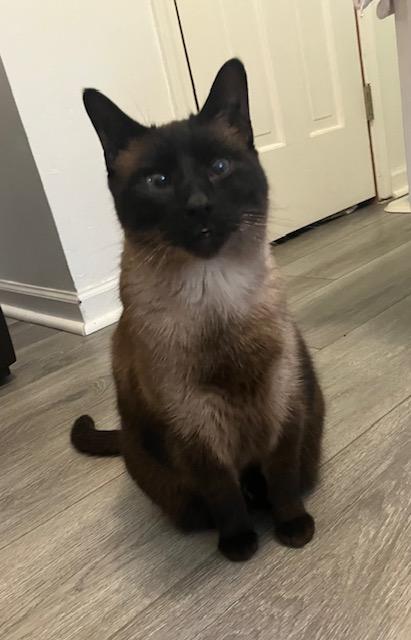 Enlarge Maya - Chocolate Point!, an adoptable Siamese in Holland, MI image 2/2