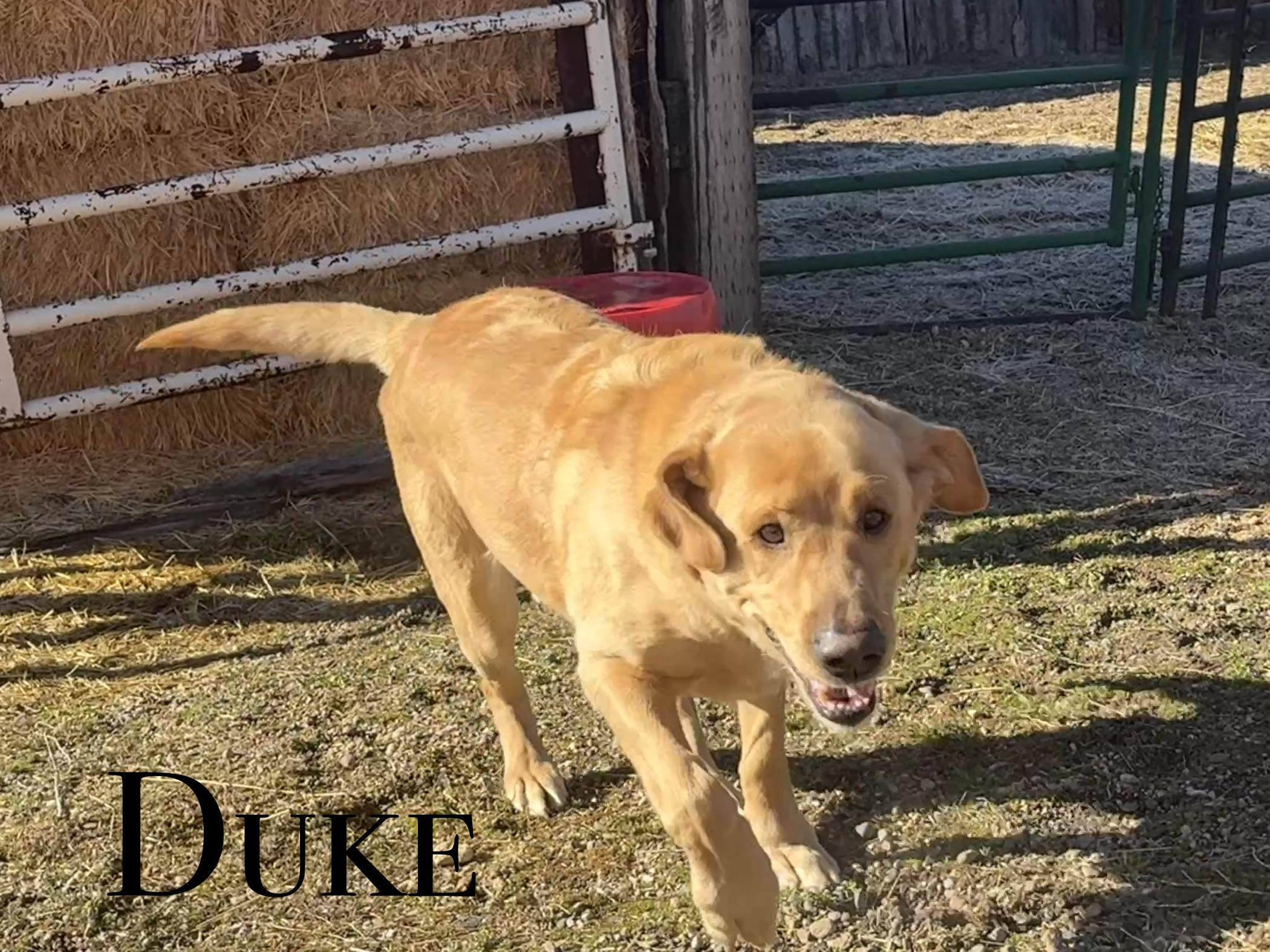 Duke, ADOPTABLE, Senior Male Labrador Retriever.
