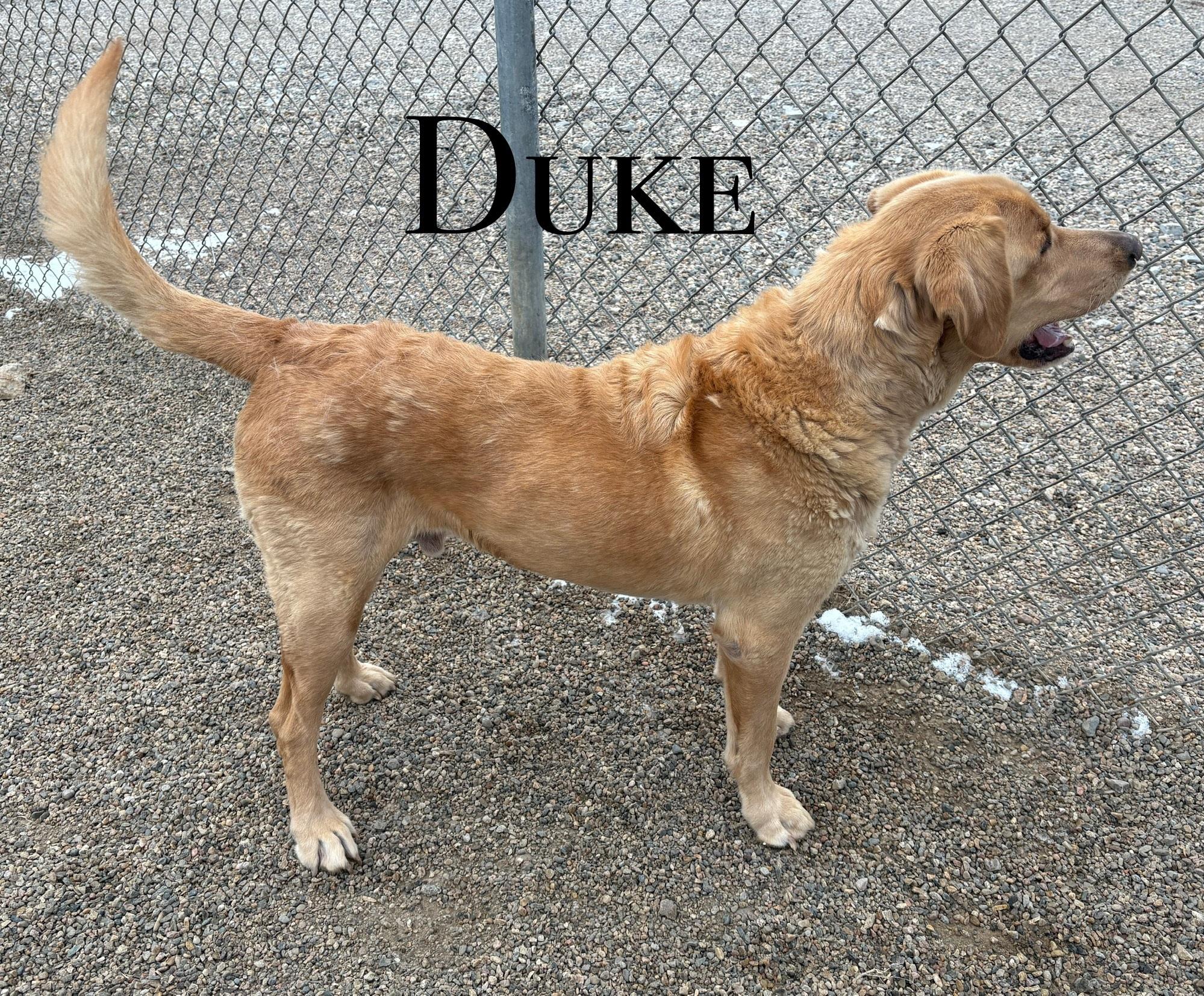 Enlarge Duke, a ADOPTABLE Labrador Retriever in Craig, CO image 1/1