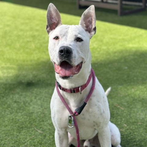 Enlarge RILEY, a Adoptable mixed breed in Camarillo, CA image 1/1