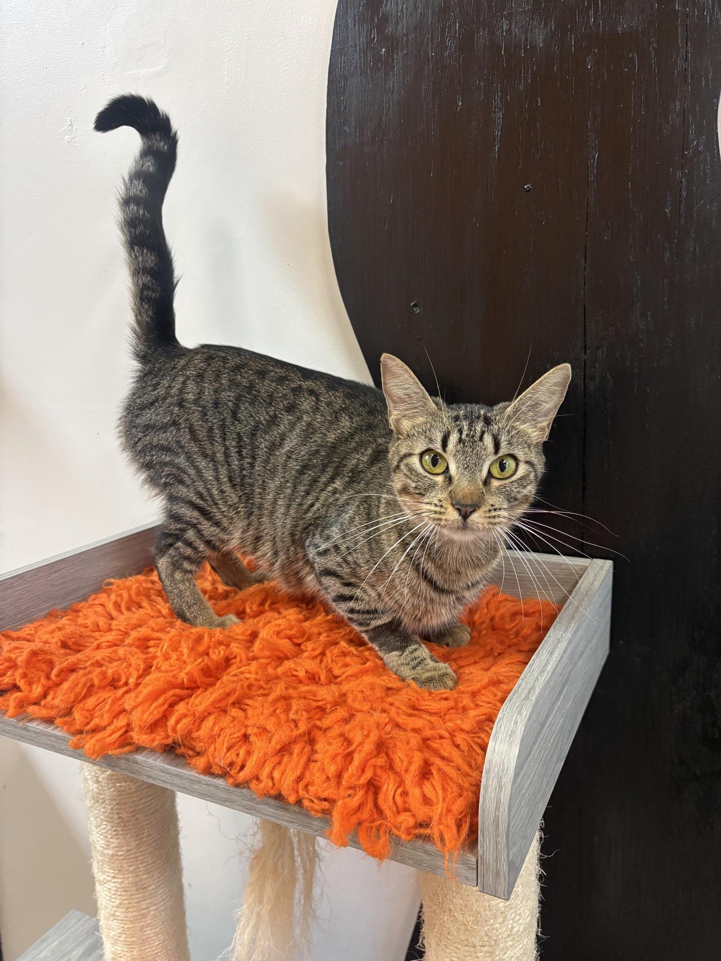 Enlarge Pigpen at Fat Cat Cafe, a ADOPTABLE Domestic Short Hair in Tallahassee, FL image 1/1