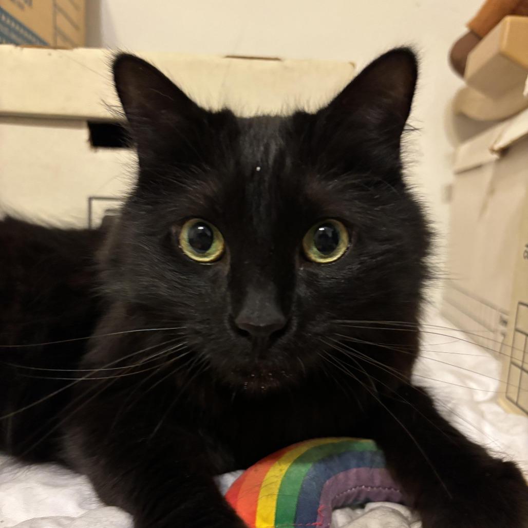 Enlarge Ebenezer C007521, a Adoptable Domestic Long Hair in Prosper, TX image 1/5