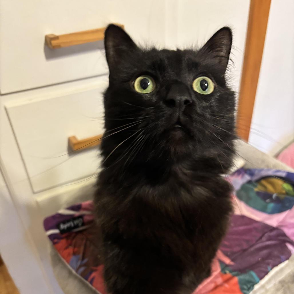 Enlarge Ebenezer C007521, a Adoptable Domestic Long Hair in Prosper, TX image 2/5