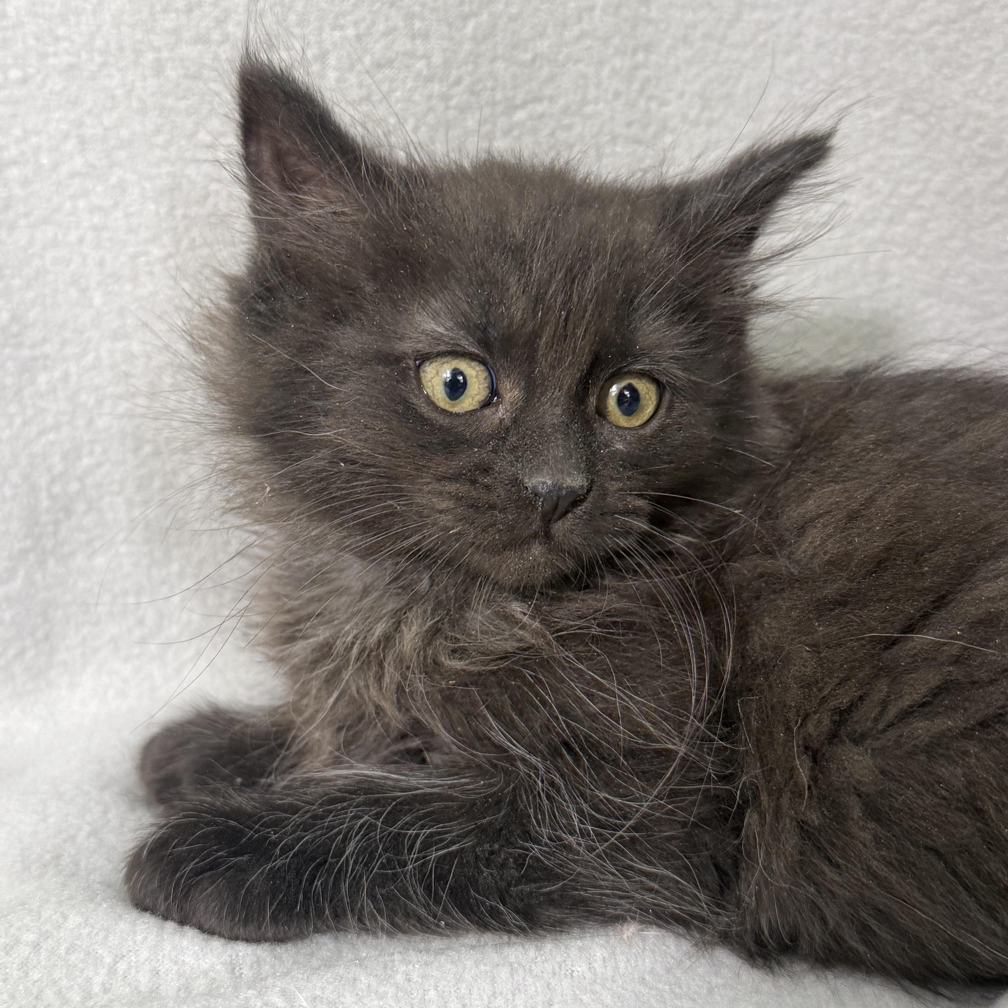 Enlarge Emerson, a Adoptable Domestic Long Hair in Minneapolis, MN image 1/2
