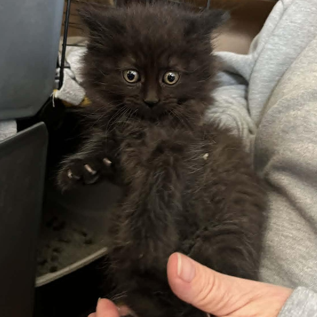 Enlarge Emerson, a Adoptable Domestic Long Hair in Minneapolis, MN image 2/2