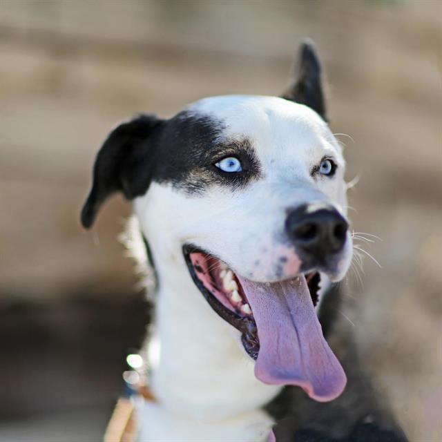 Enlarge LANZO, a Adoptable mixed breed in Albuquerque, NM image 1/1