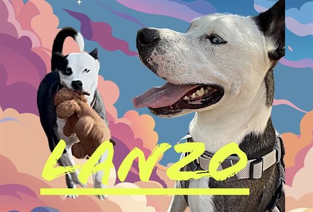 Enlarge LANZO, a Adoptable mixed breed in Albuquerque, NM image 1/1