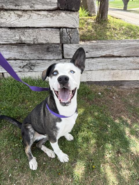 LANZO, Adoptable, Young Male Labrador Retriever & Mixed Breed.
