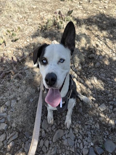 LANZO, Adoptable, Young Male Labrador Retriever & Mixed Breed.