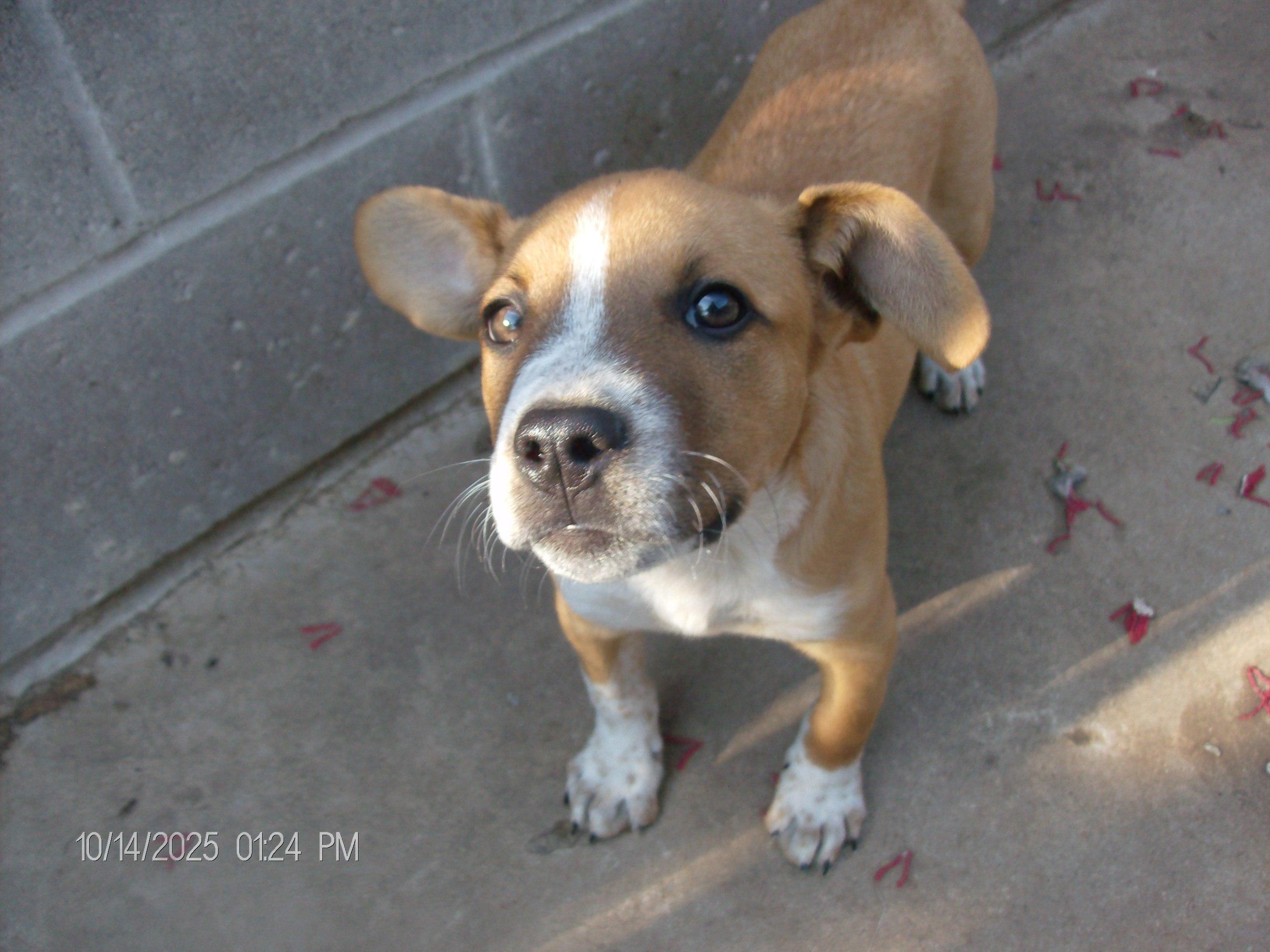 Enlarge PRINCE, a Adopted mixed breed in Kellyville, OK image 4/6