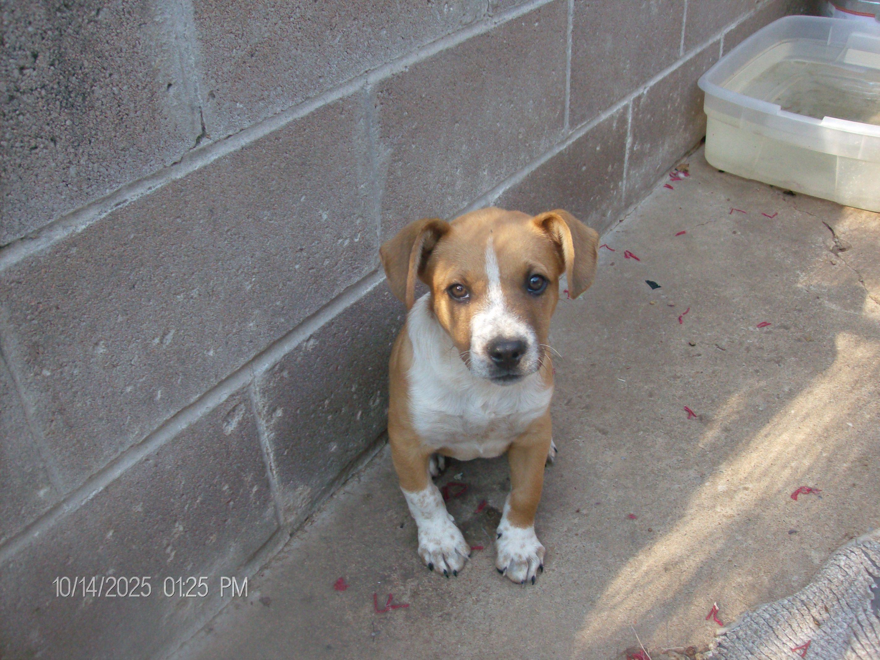 Enlarge PRINCE, a Adopted mixed breed in Kellyville, OK image 3/6