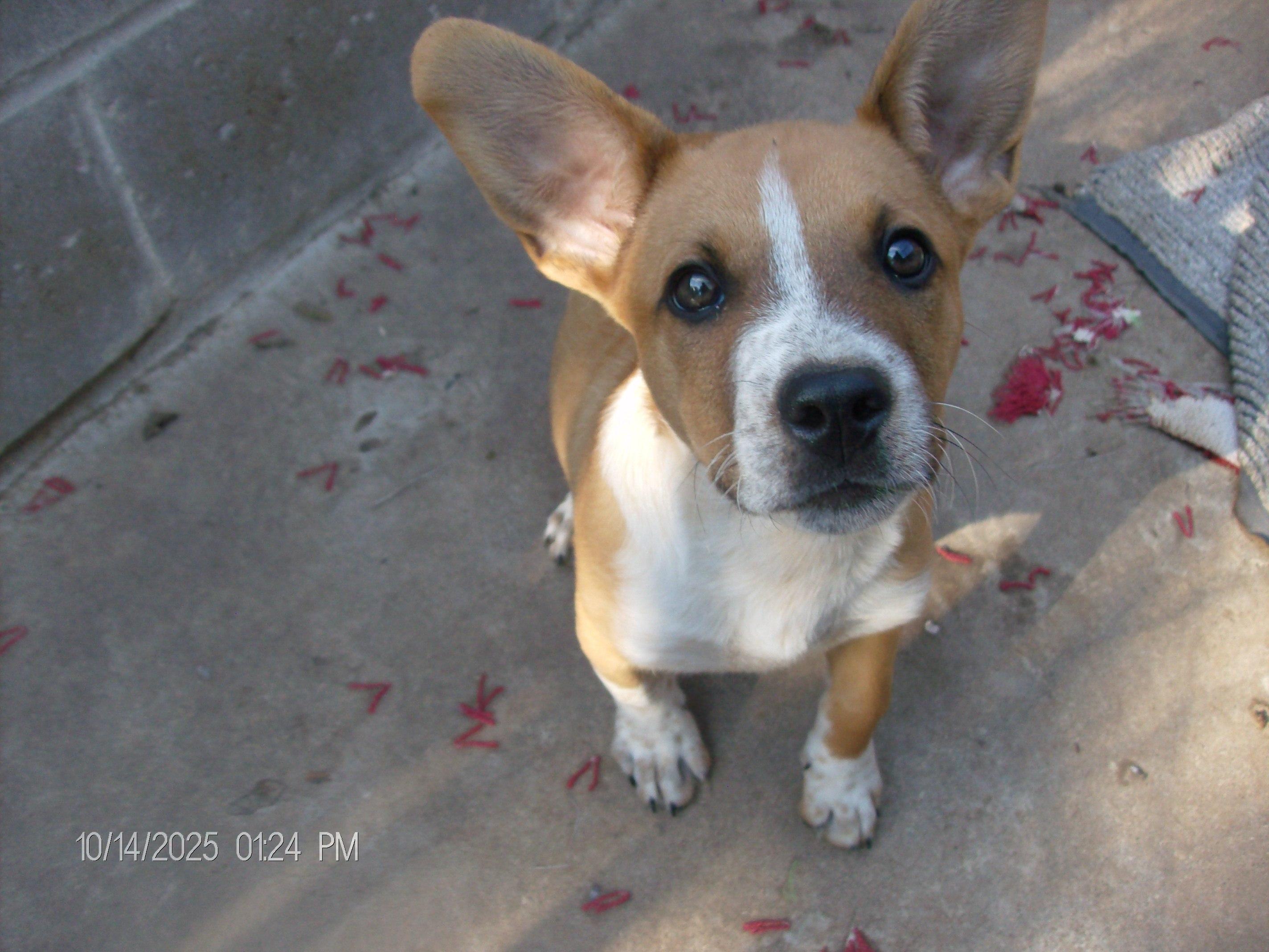 Enlarge PRINCE, a Adopted mixed breed in Kellyville, OK image 1/6