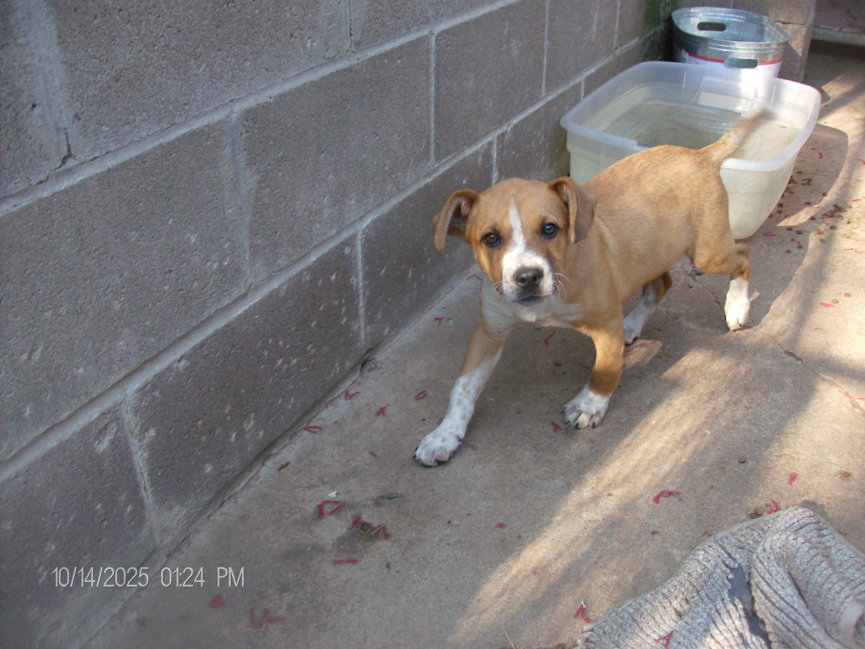 Enlarge PRINCE, a Adopted mixed breed in Kellyville, OK image 2/6