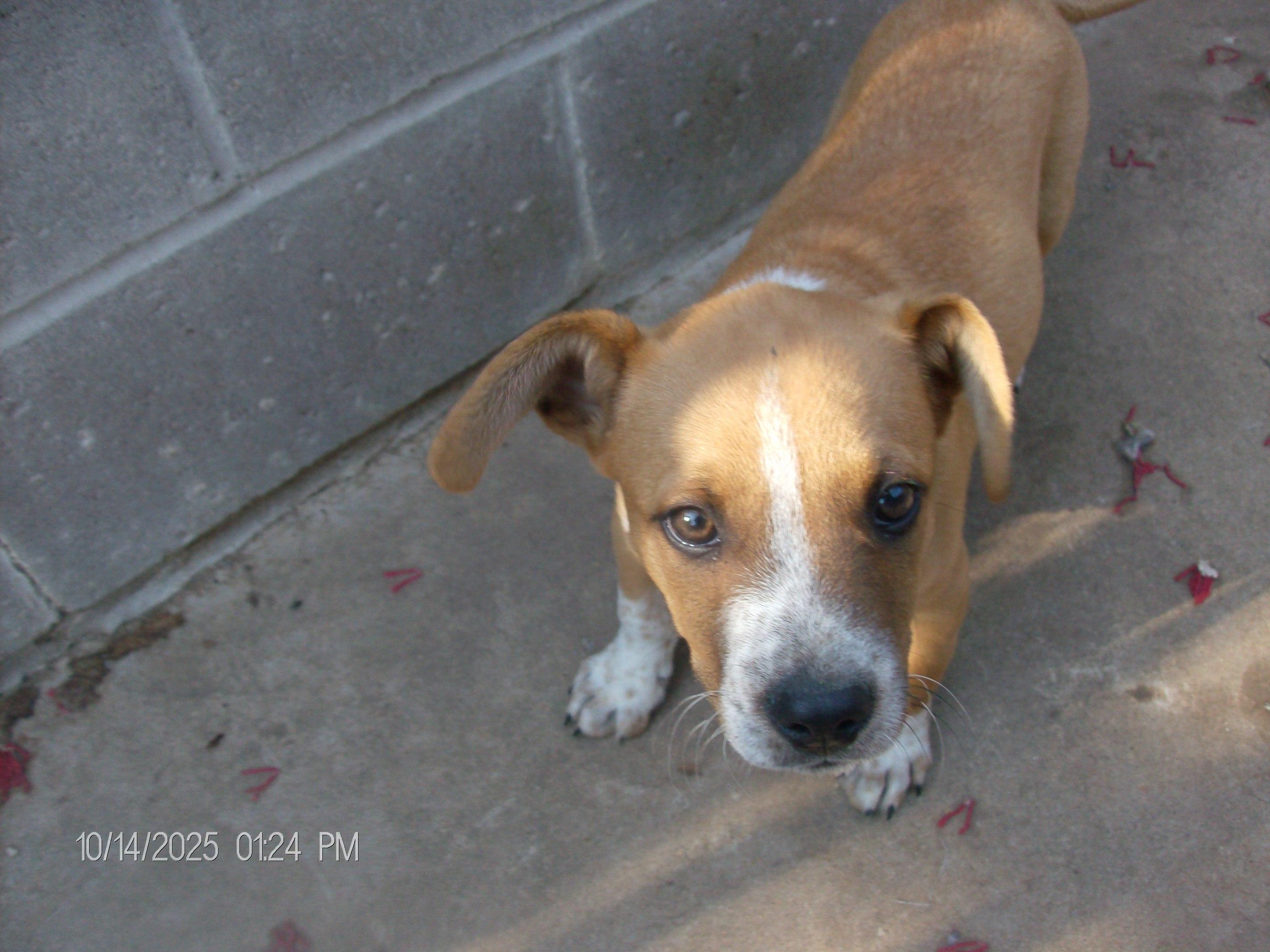 Enlarge PRINCE, a Adopted mixed breed in Kellyville, OK image 6/6