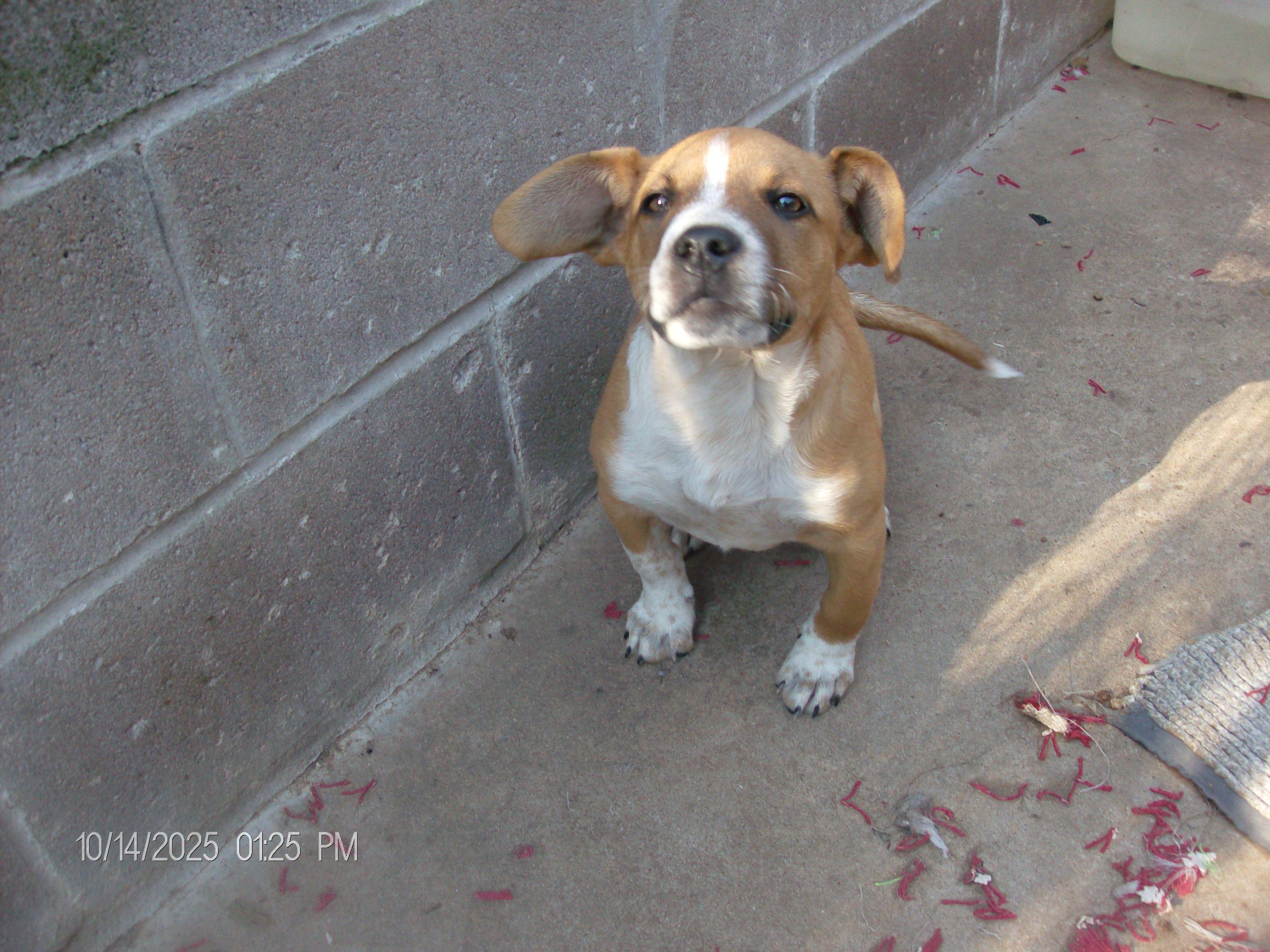 Enlarge PRINCE, a Adopted mixed breed in Kellyville, OK image 5/6