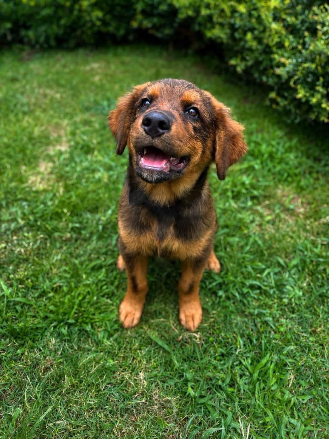 Korinna, adopted, Puppy Female Mixed Breed.