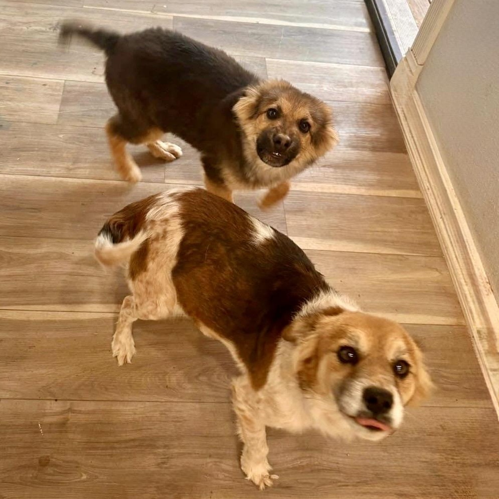 Enlarge Kaiser, a Adoptable mixed breed in Glenolden, PA image 3/6