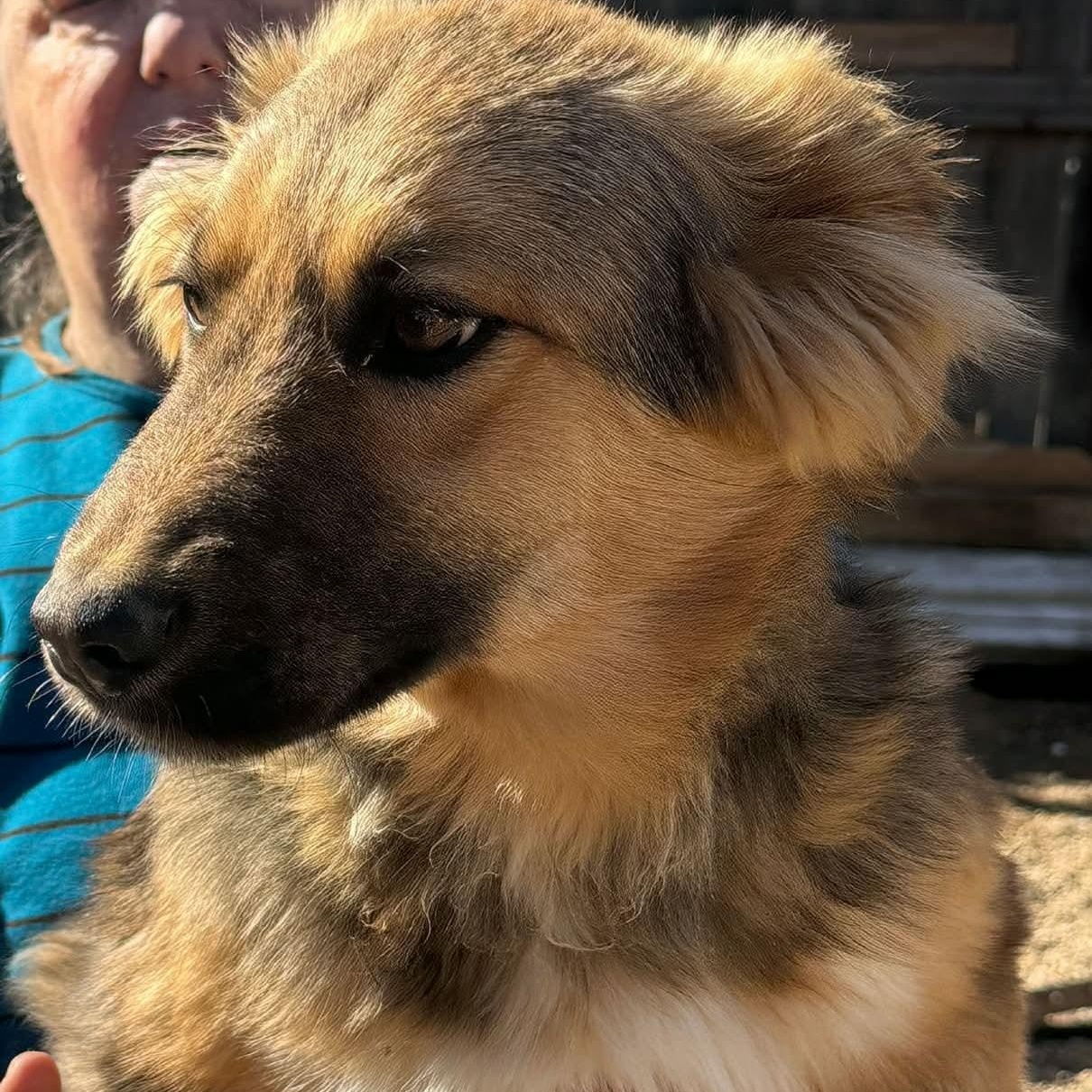 Enlarge Kaiser, a Adoptable mixed breed in Glenolden, PA image 5/6